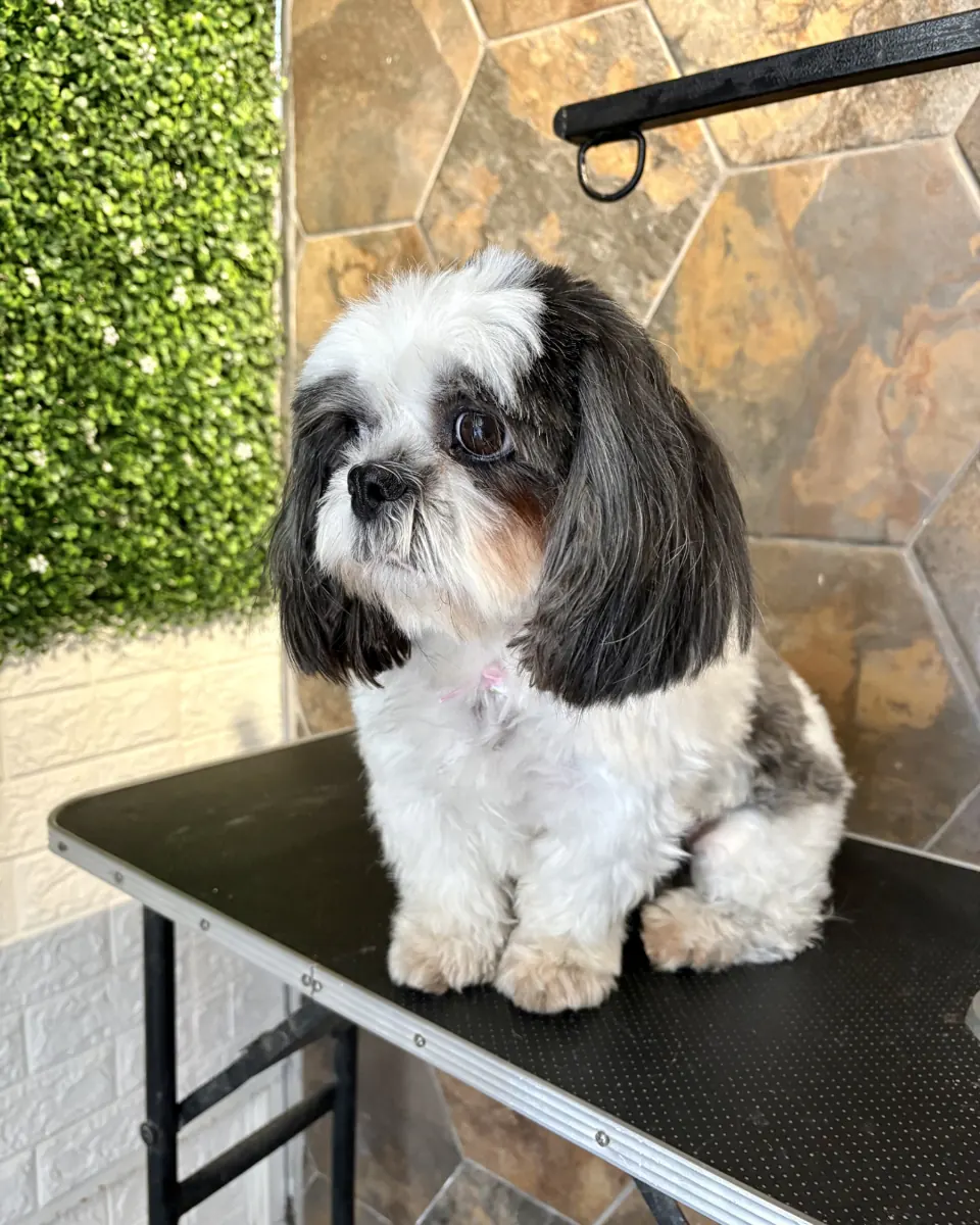 Shih tzu