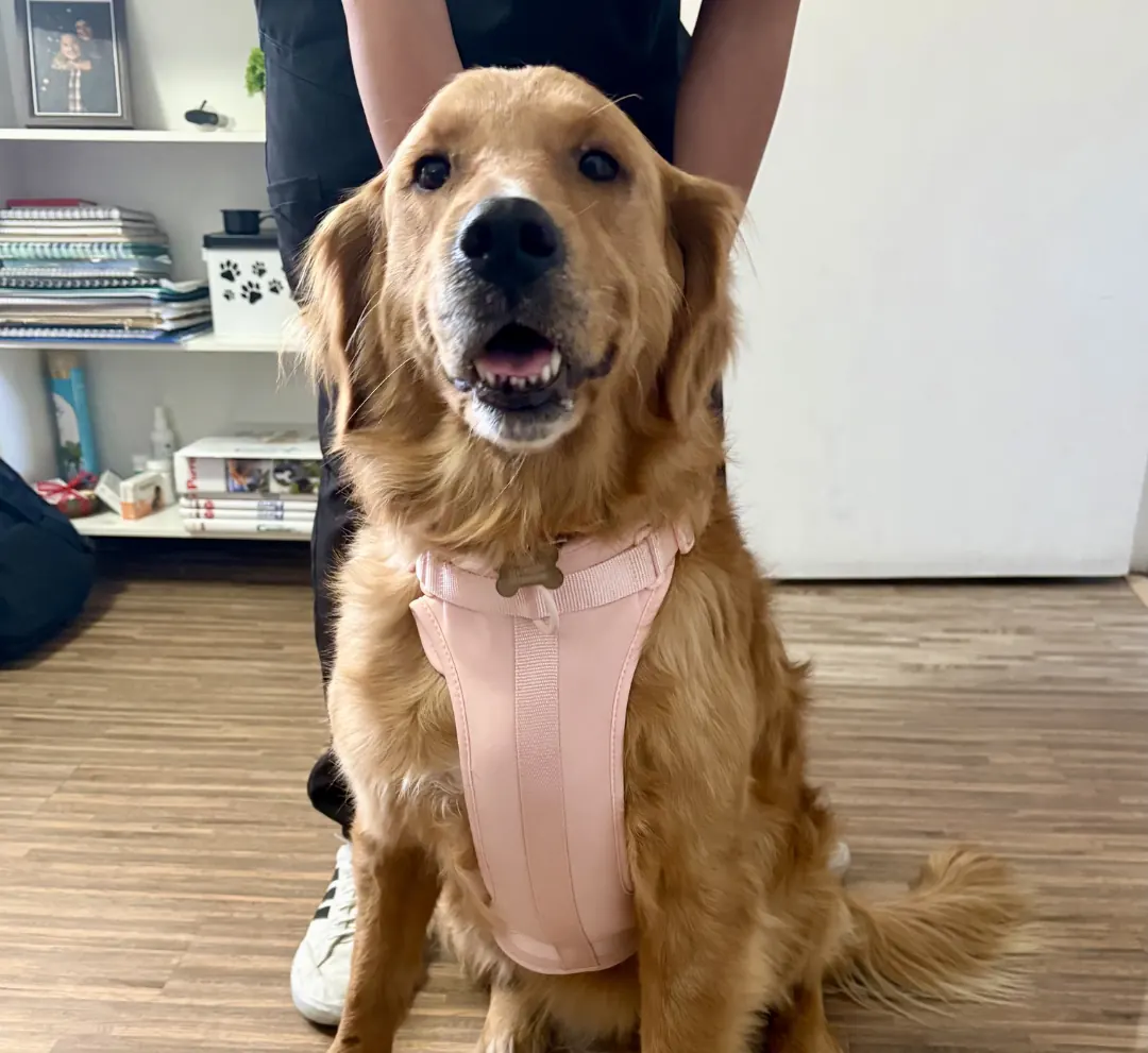 Golden retriever
