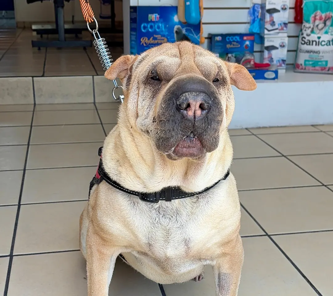 Shar pei