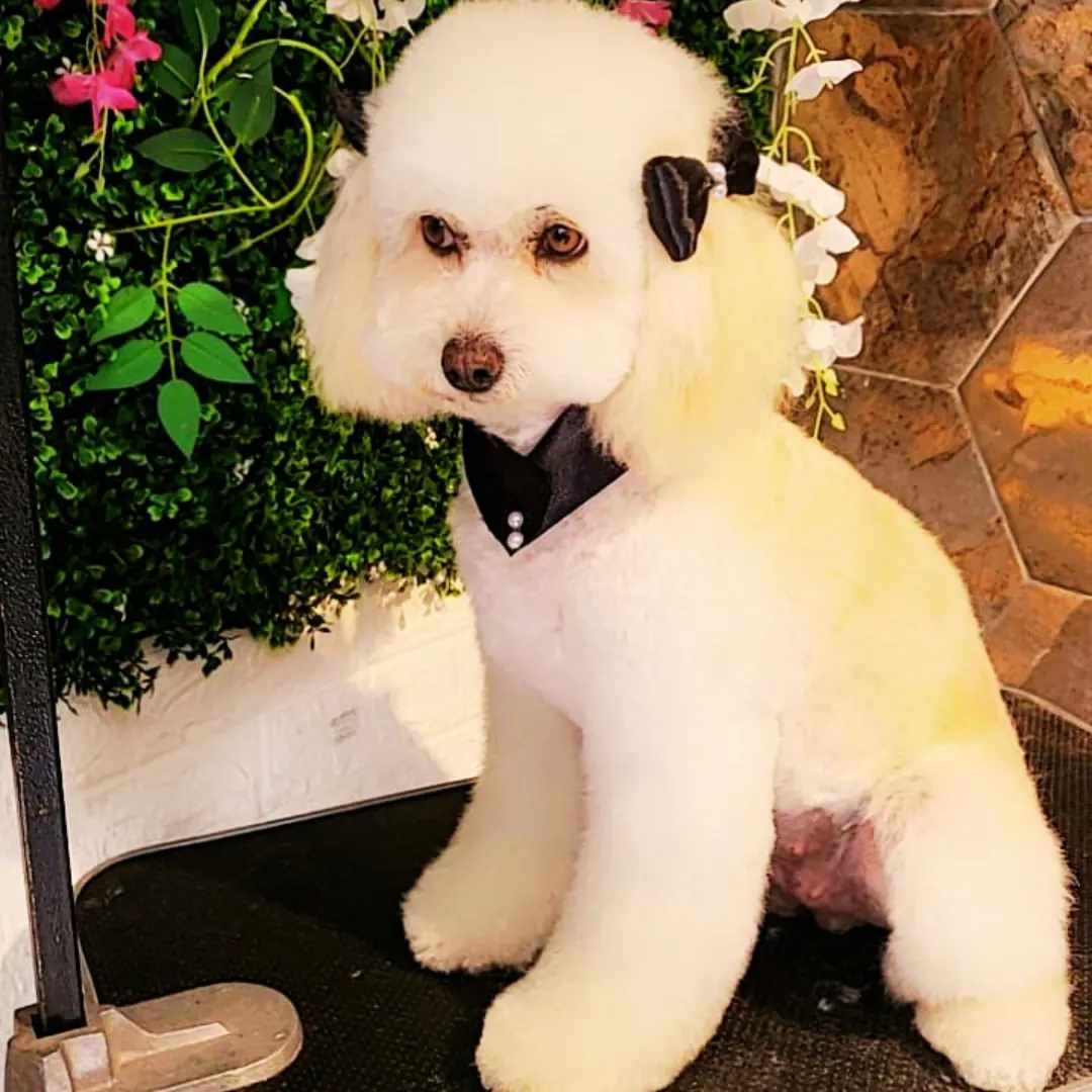 Poodle blanco