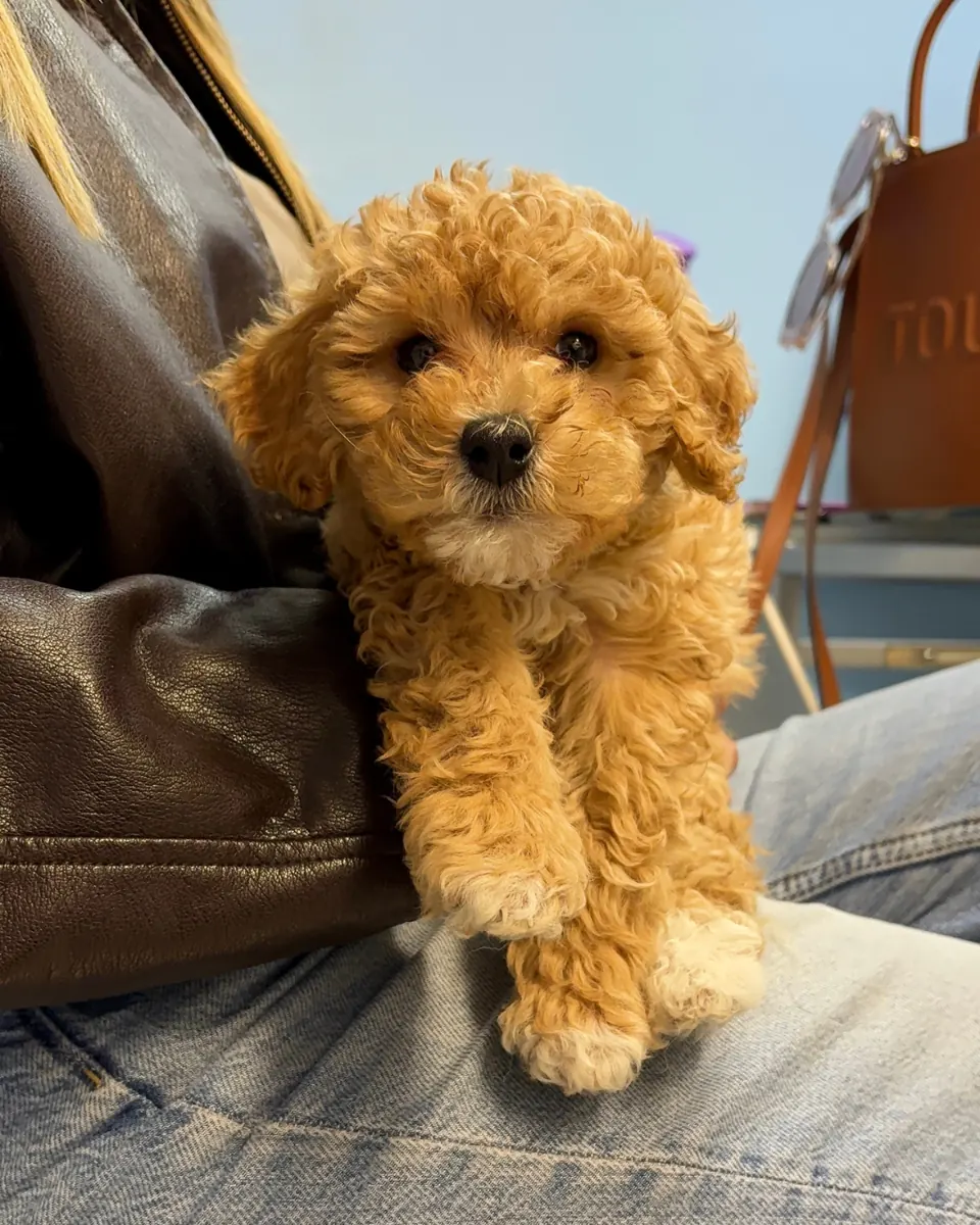 Cachorro poodle