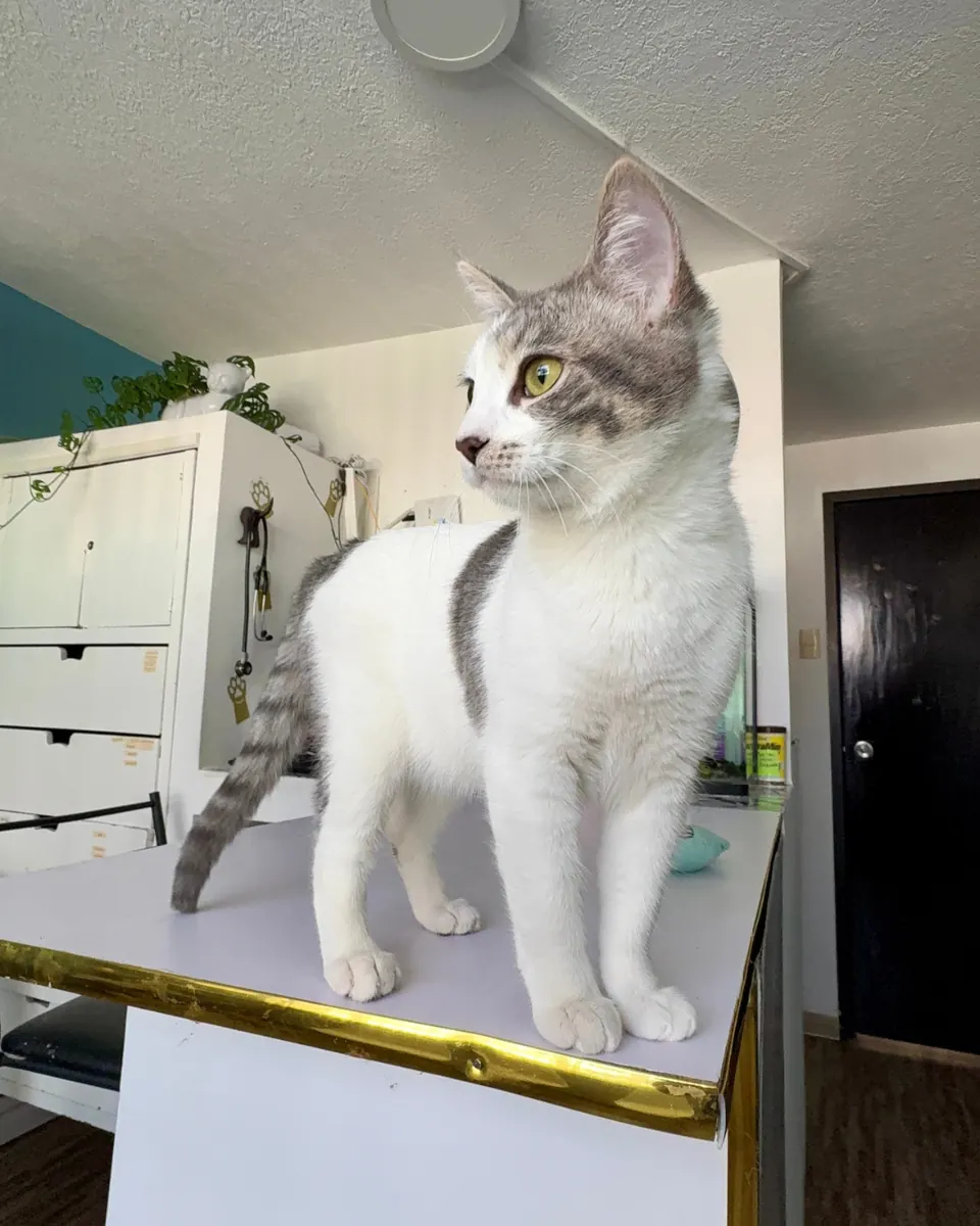Gato blanco y gris