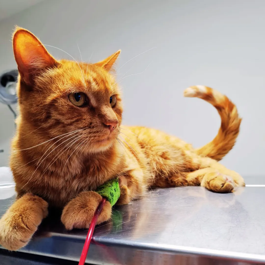 Gato naranja