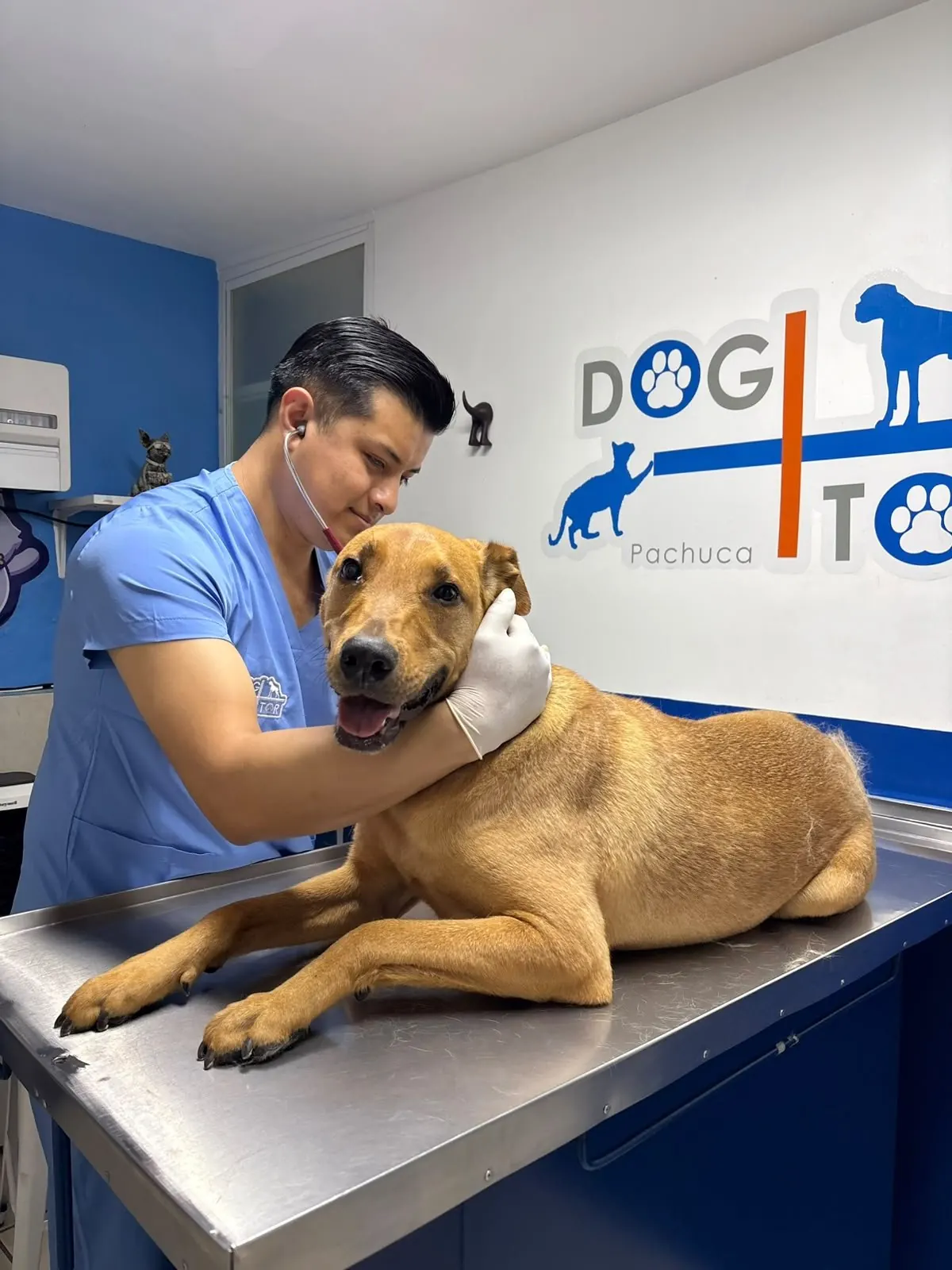 Médico veterinario de Dogtor auscultando a un perro