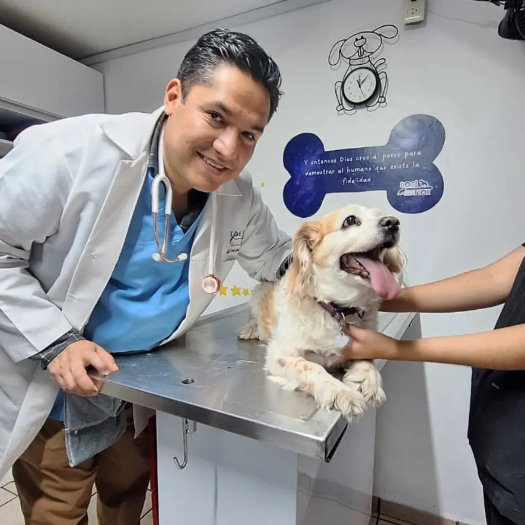 Veterinario revisando a un perro en consulta
