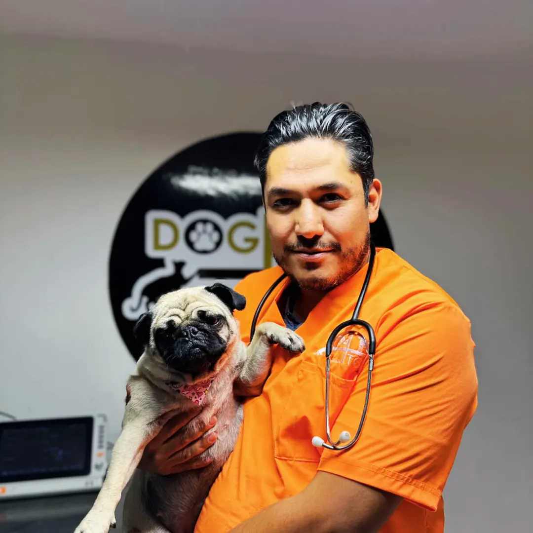 Veterinario con un pug