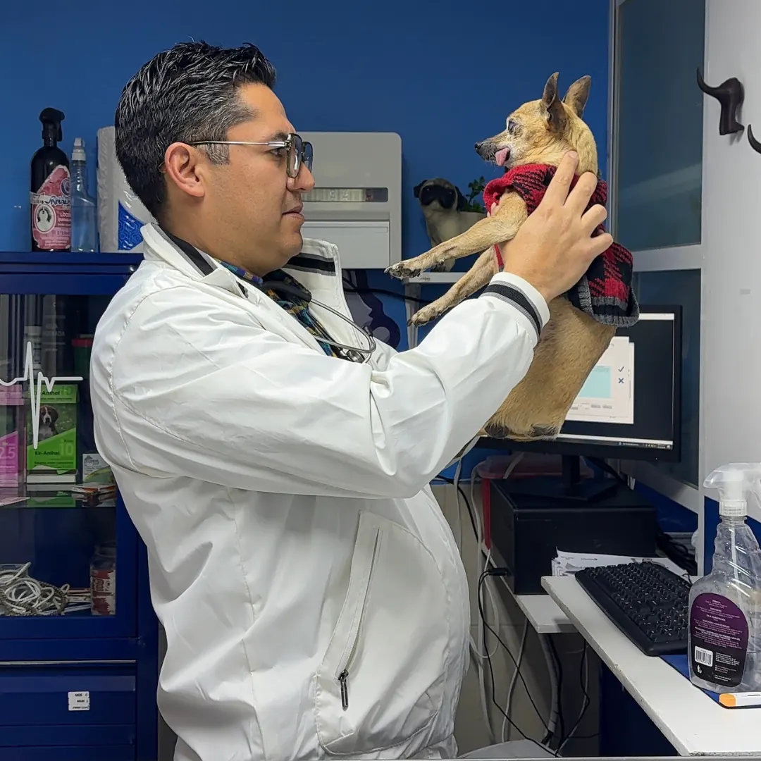 Veterinario cargando a un perro pequeño