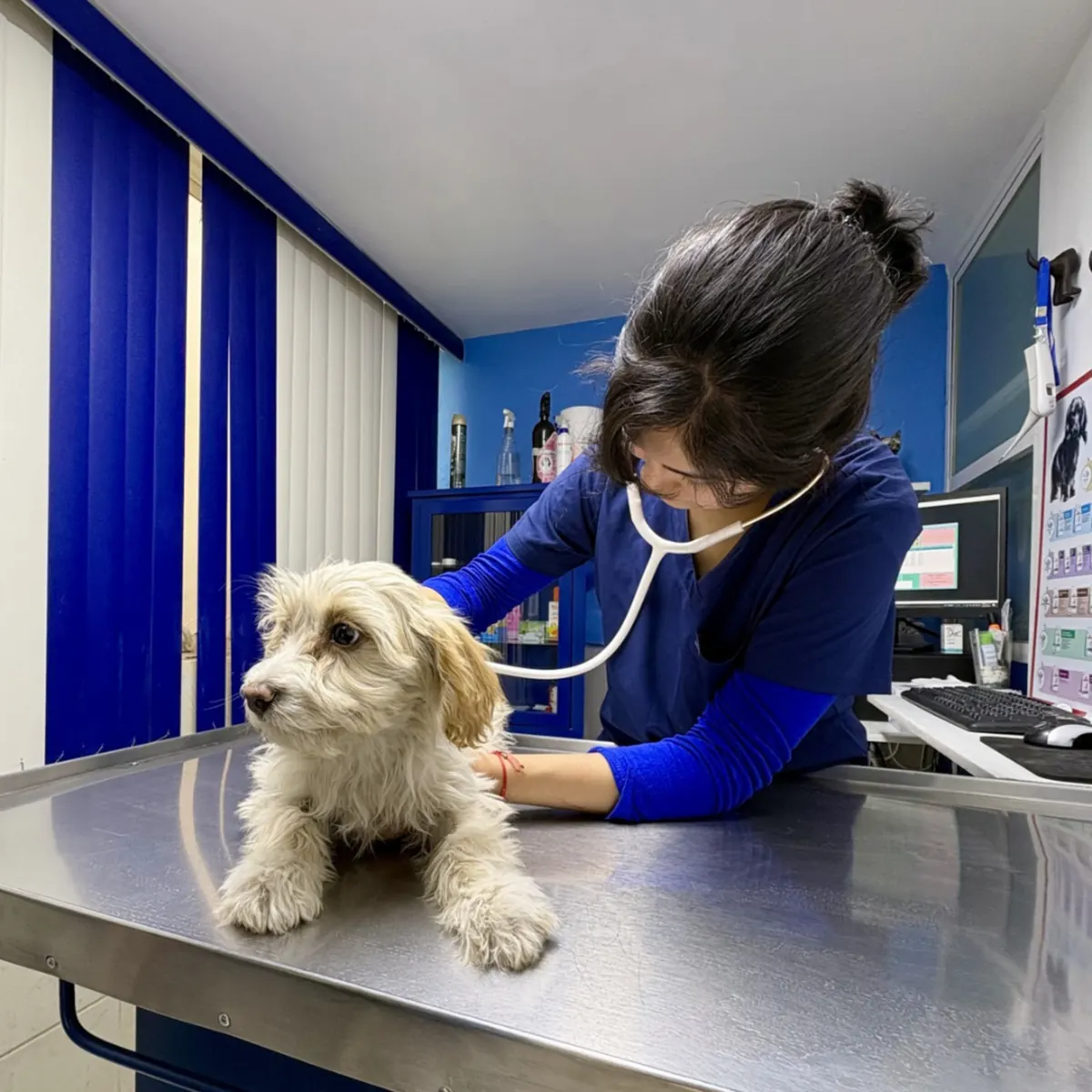 Veterinaria auscultando a un perro